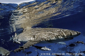 Finished a safety stop and hung out with some natives at ... by Steven Anderson 